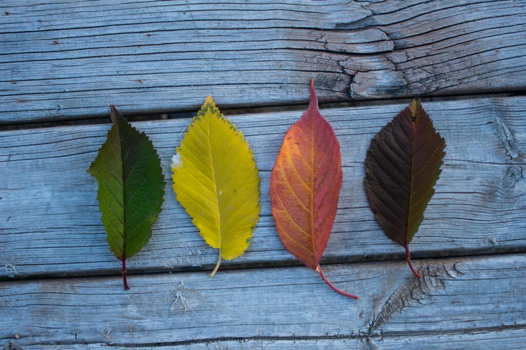 Four varied autumn leaves arranged on weathered wooden planks showcasing seasonal change.